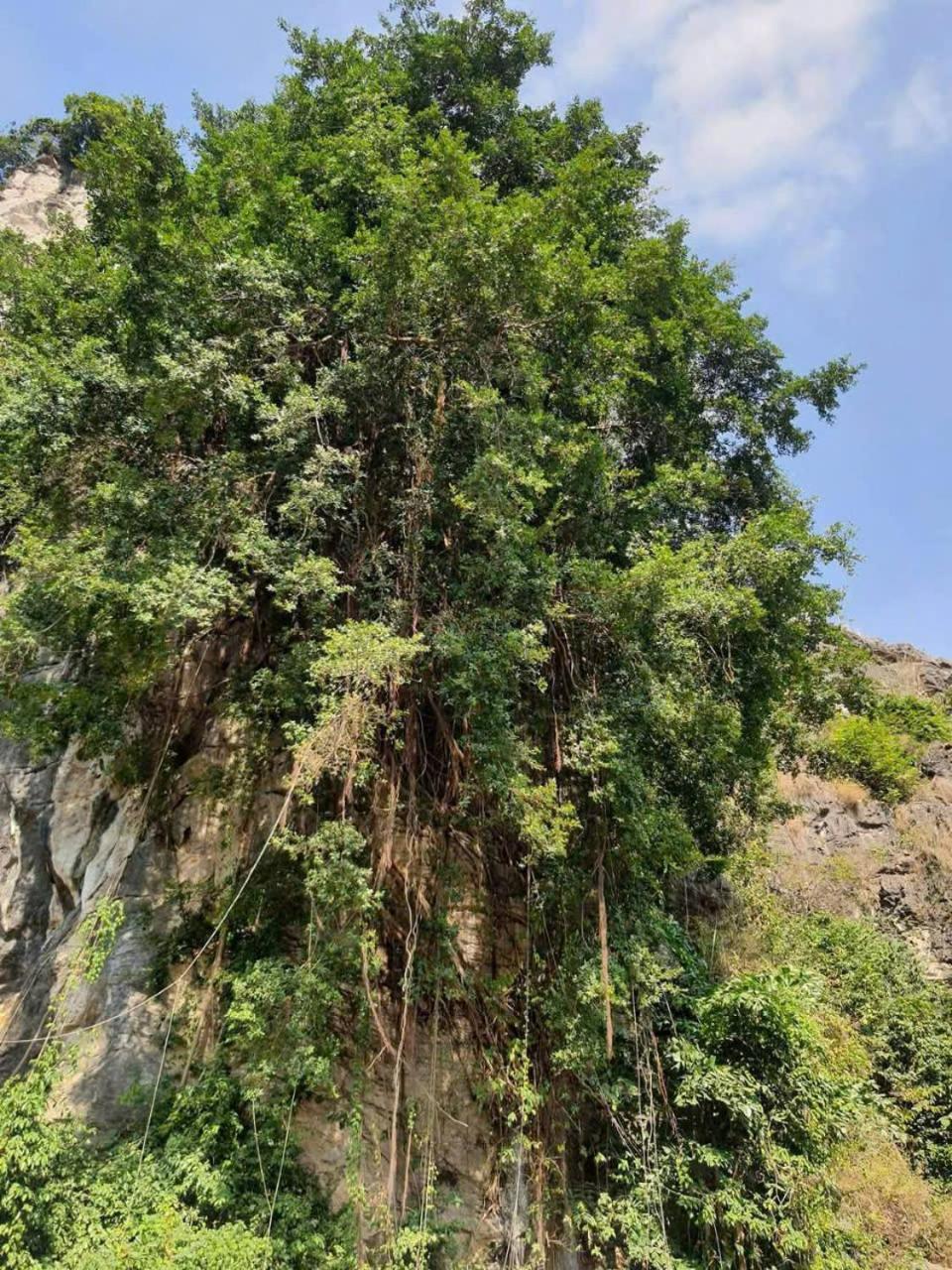 Trang An Hana Homestay Nguyen Ngoai ภายนอก รูปภาพ