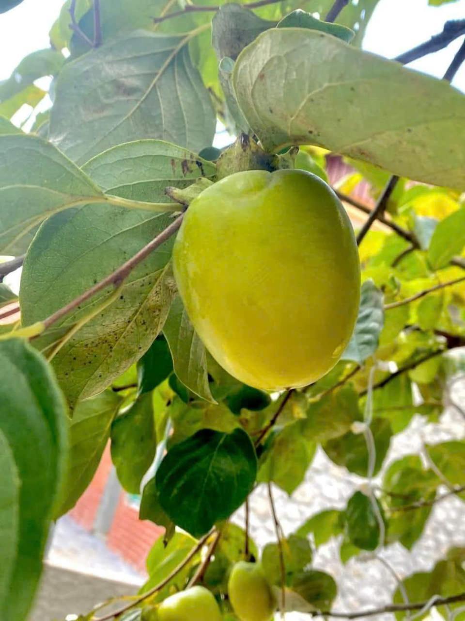 Trang An Hana Homestay Nguyen Ngoai ภายนอก รูปภาพ